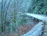 Chehalis - Logging Bridge